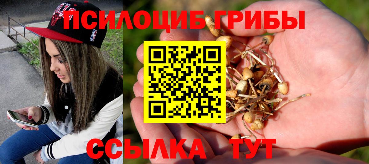Сосновоборск  Псилоцибиновые грибы Cubensis  купить наркотики сайты  Вход с VPN 